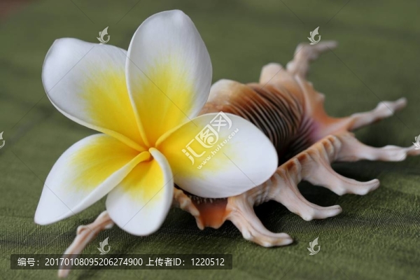 雞蛋殼