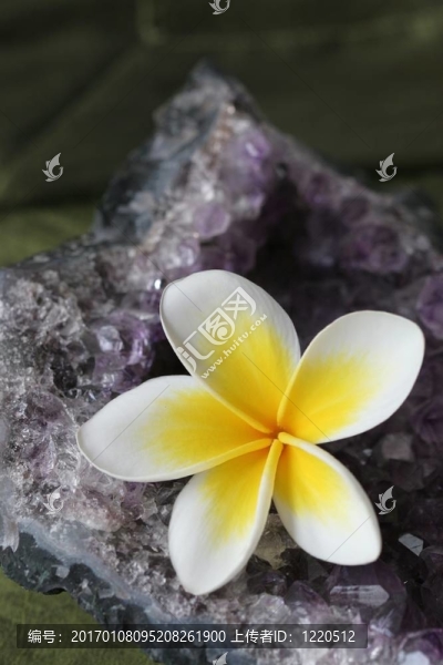 雞蛋花的紫水晶