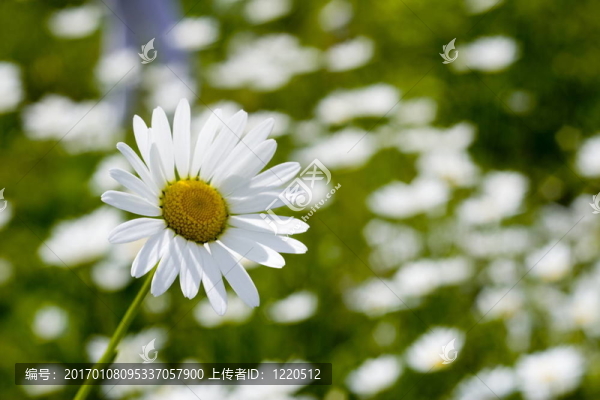 甘菊