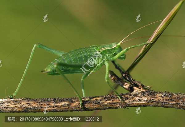 蚱蜢