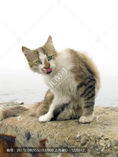 在咸海的海岸上的貓