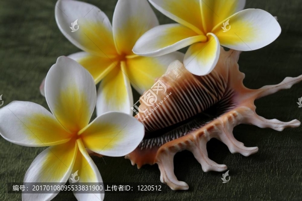 雞蛋殼