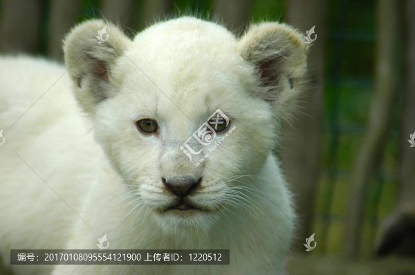 白獅幼崽