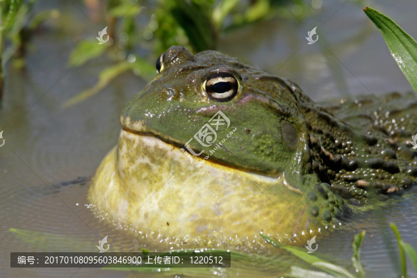 非洲大牛蛙