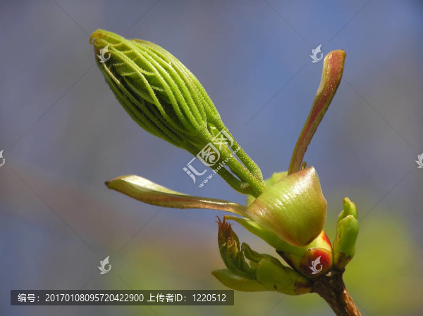 春天的花蕾