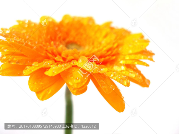 黃太陽菊