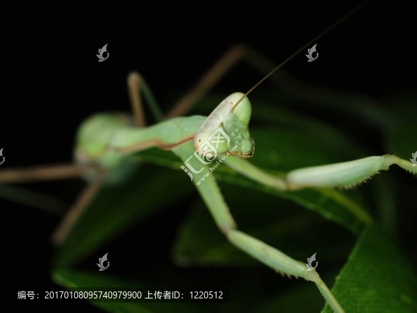 綠螳螂