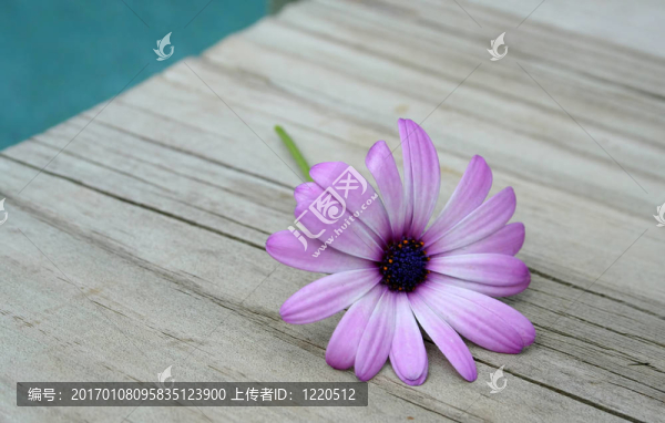 戴茜在木