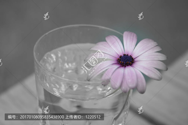 雛菊
