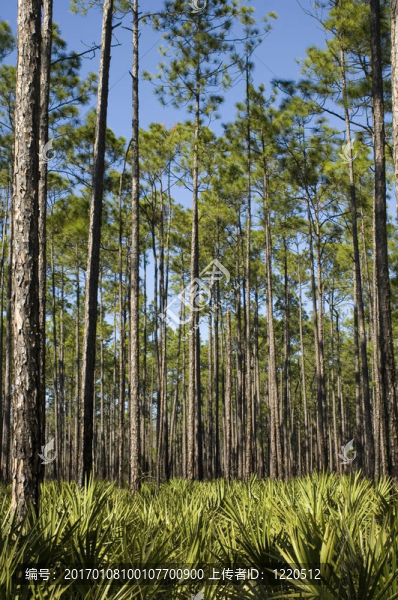 棕櫚樹和Saw,Palmettos