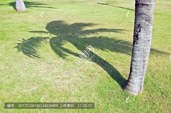 棕櫚的影子