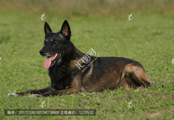 馬里努阿犬放下
