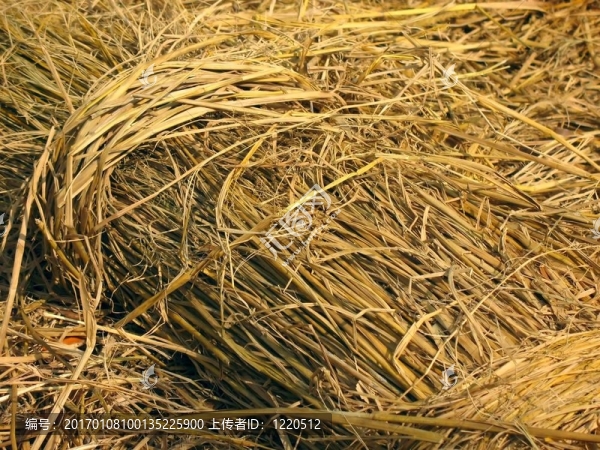特寫Rice,Straw