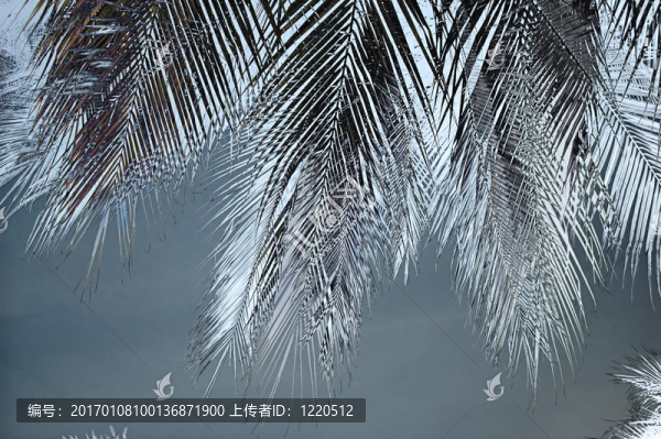 羽狀復(fù)葉