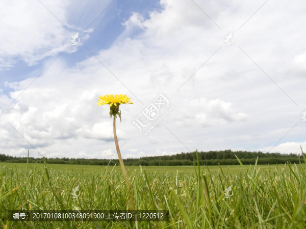 寂寞的黃色的花