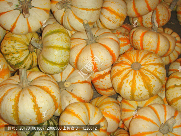 條紋的南瓜-匯圖網(wǎng) www.fosd68.com 條紋的南瓜