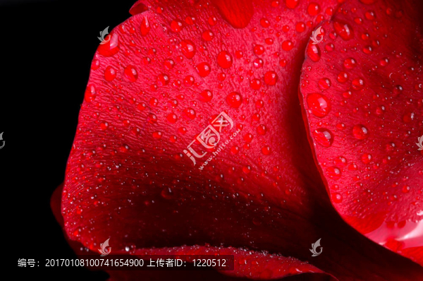 玫瑰花瓣