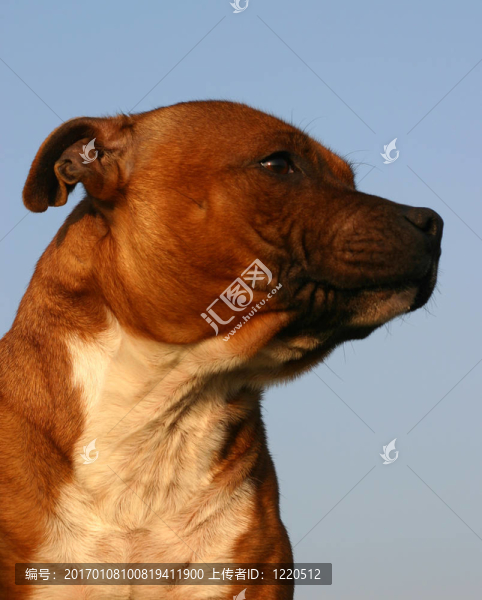 頭staffie