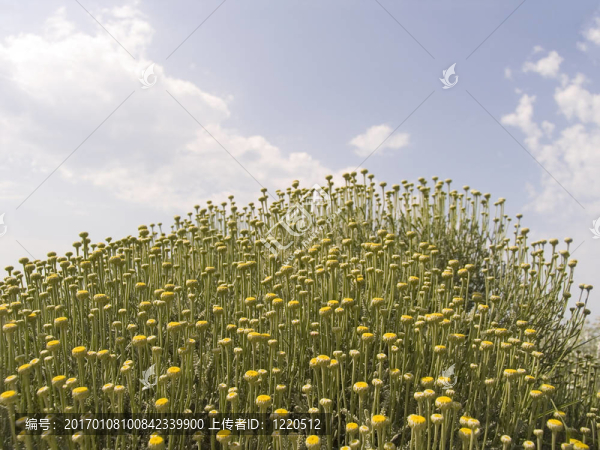 黃色的花