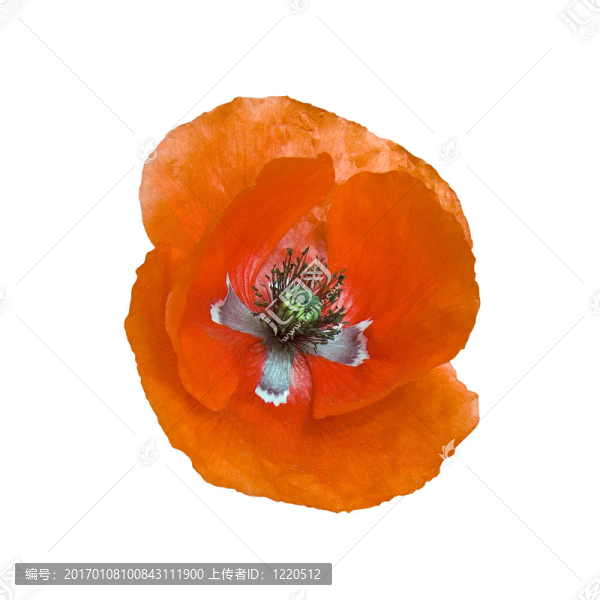 罌粟花