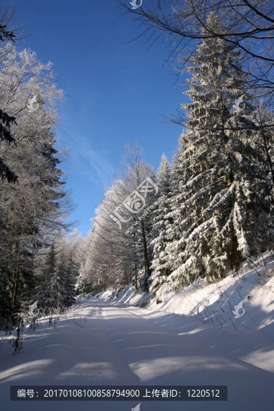 在雪中的道路