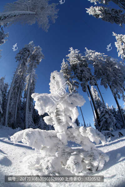 雪人