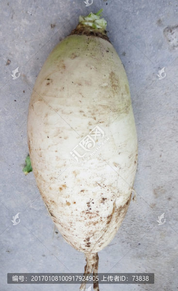 白蘿卜