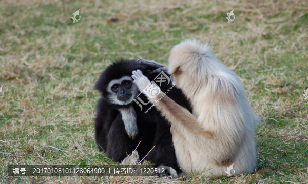 2只聰明的猴子