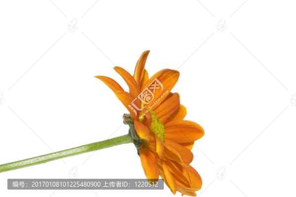 橙色雛菊