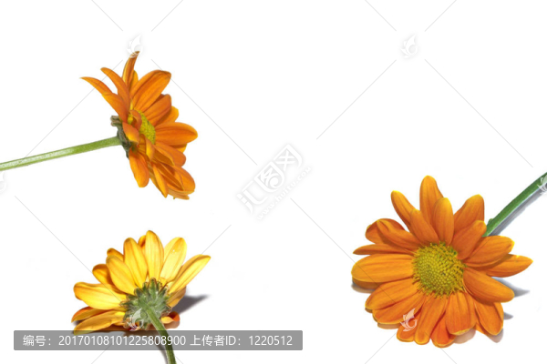 橙色雛菊（niesmiale）