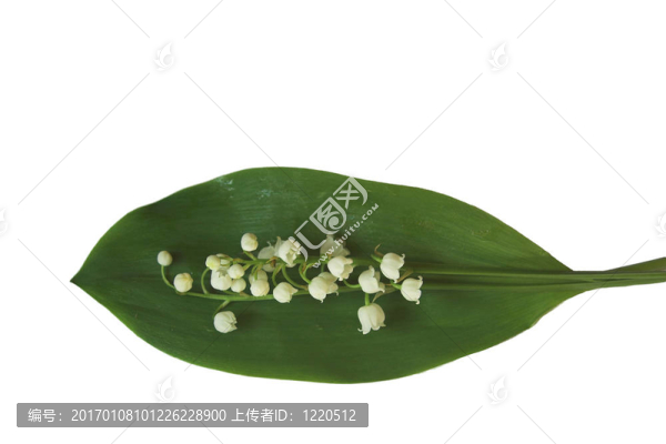 山谷的百合