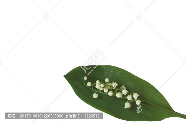 山谷的百合花
