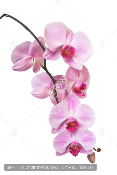 蘭花