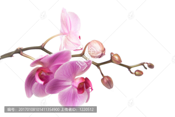 蘭花