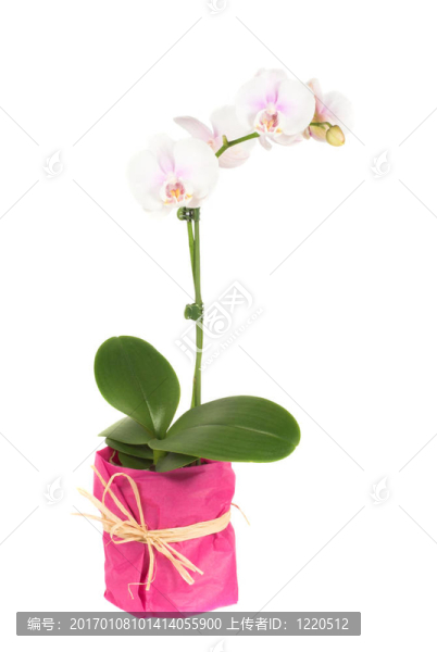 蘭花