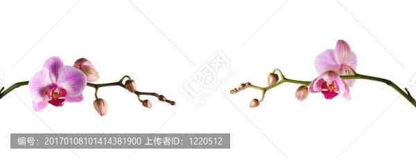 蘭花粉紅-長