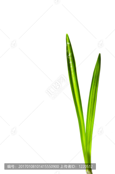 植物