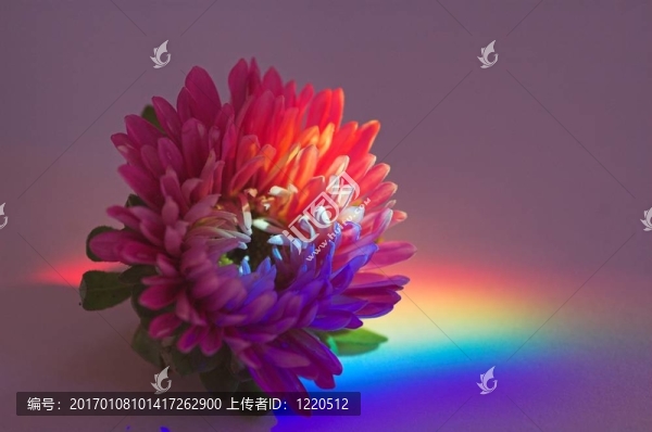 花粉紅