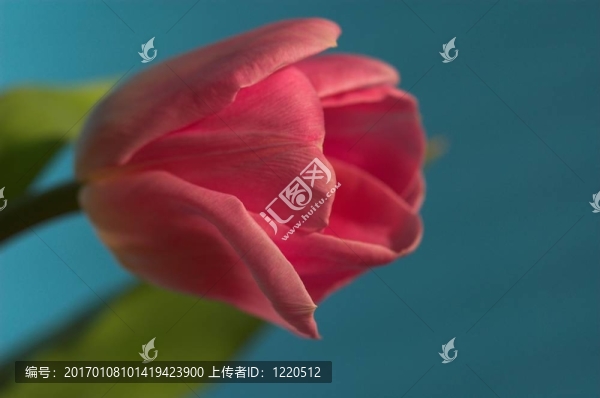 郁金香