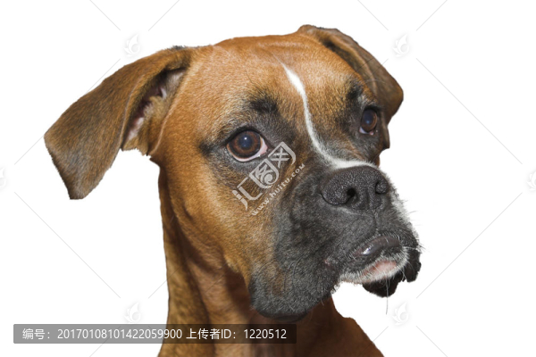 拳擊手