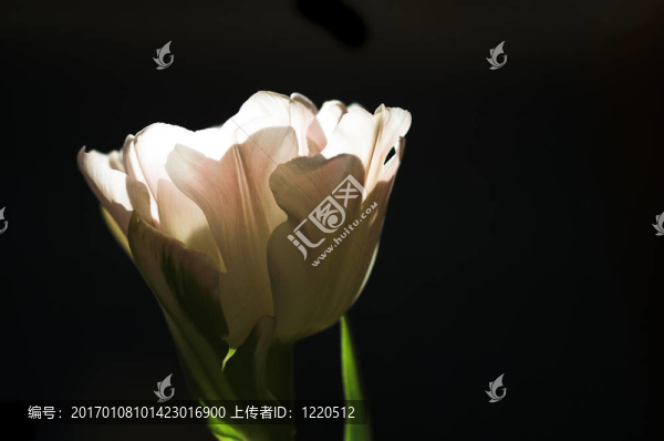 郁金香