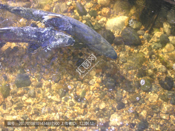 大馬哈魚(yú)的產(chǎn)卵