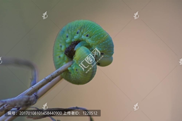 蠐螬