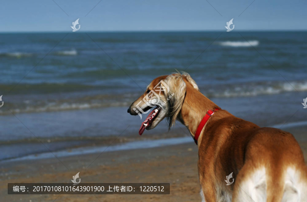 灰狗