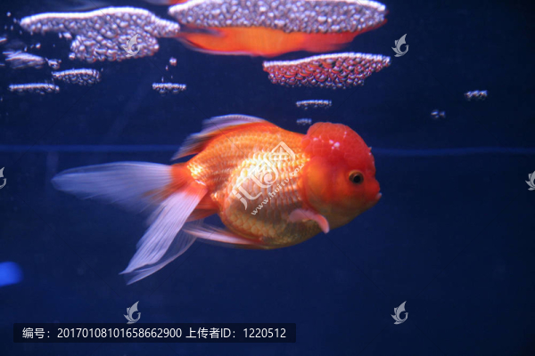 金魚