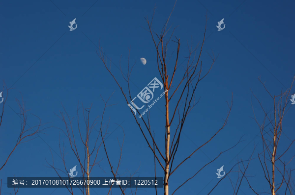 俯瞰樹