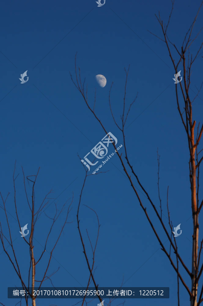 Moon和白樺