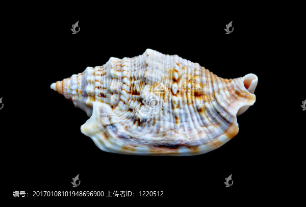 在黑5的貝殼