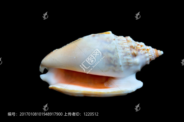 貝殼在黑色（海螺）