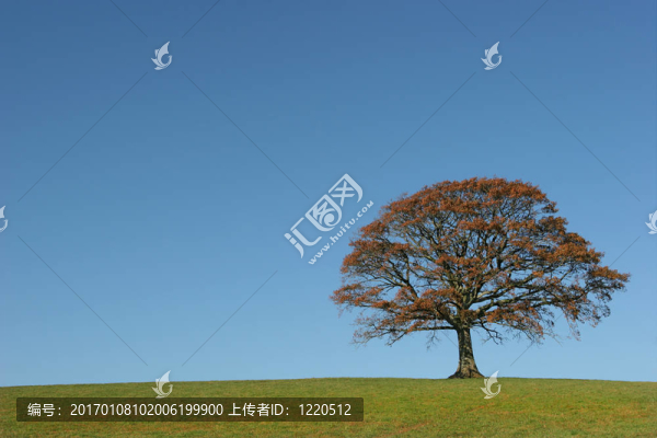 秋天的橡樹(shù)